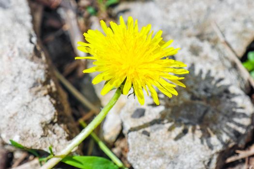 dandelion flower on a beautiful macro background. High quality photo