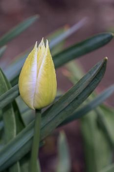 Bud of a Tulip on a beautiful background of macro. High quality photo