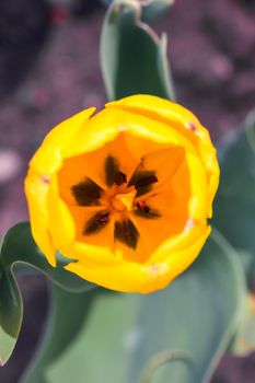 Bud of a Tulip on a beautiful background of macro. High quality photo