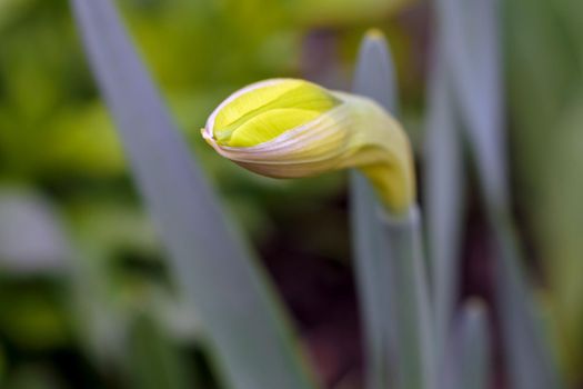 yellow daffodil on a plain background isolate. High quality photo