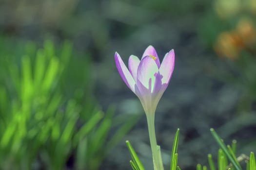 purple crocuses on a beautiful background macro . High quality photo