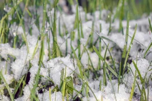 green grass covered with snow as background. High quality photo