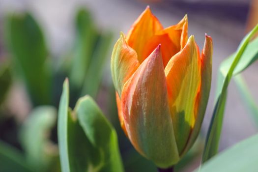 Bud of a Tulip on a beautiful background of macro. High quality photo
