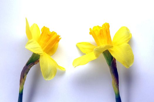 yellow daffodil on a plain background isolate. High quality photo