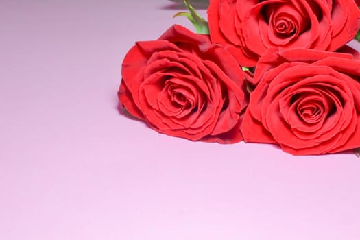 red roses on a purple background macro. High quality photo