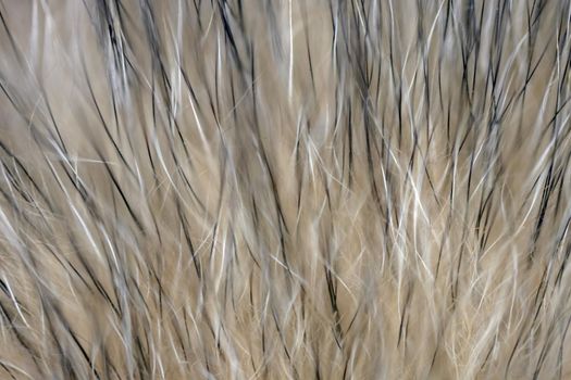 wool fur of animals macro as background. High quality photo