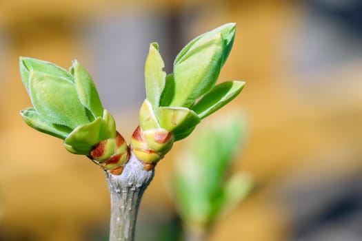 young leaves on tree branches as background. High quality photo