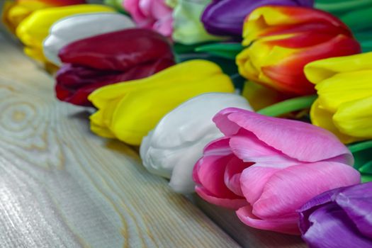 mix multi-colored tulips on a wooden background with a place for the inscription . High quality photo
