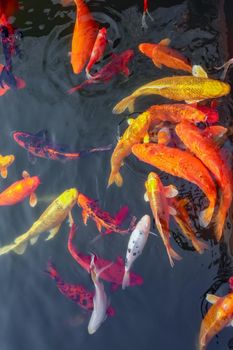 carp Chinese koi colorful fish swim in the water top view of the entire frame . High quality photo