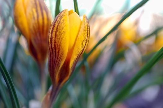 yellow Crocus flower on a beautiful background. High quality photo