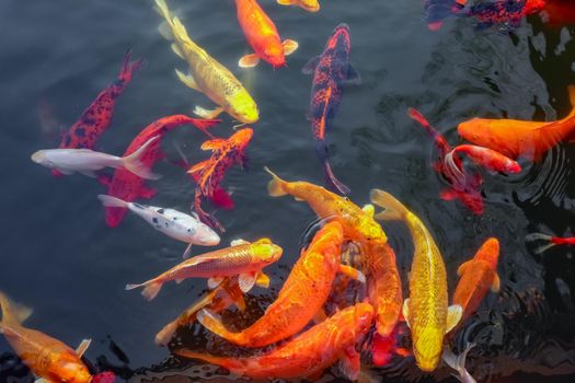 carp Chinese koi colorful fish swim in the water top view of the entire frame . High quality photo