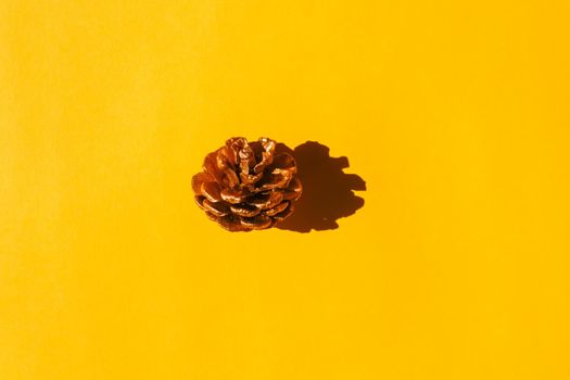 a fir cone with a hard shadow on a plain background. the view from the top. blank for the pattern. High quality photo