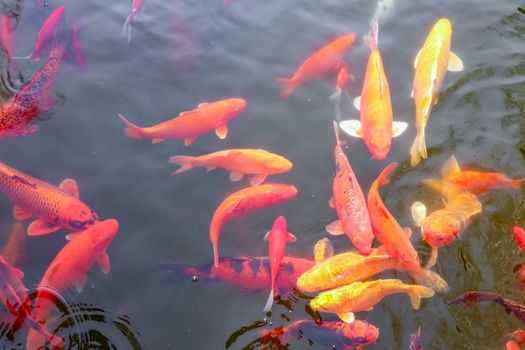 carp Chinese koi colorful fish swim in the water top view of the entire frame . High quality photo