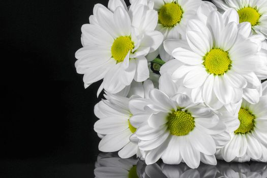 bouquet of chrysanthemums on a black background. High quality photo