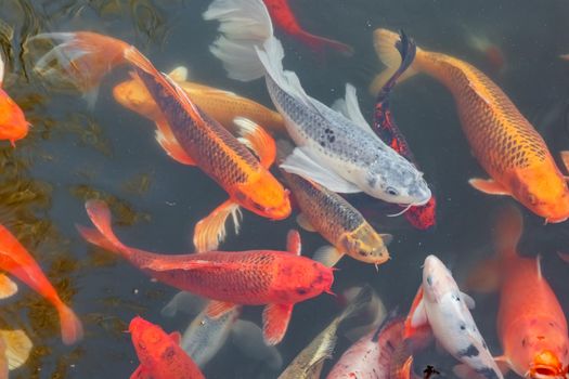 carp Chinese koi colorful fish swim in the water top view of the entire frame . High quality photo