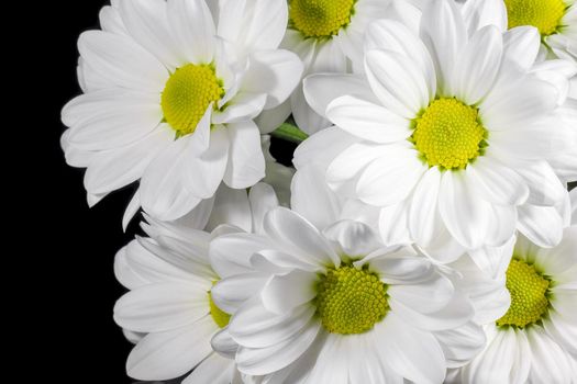 bouquet of chrysanthemums on a black background. High quality photo