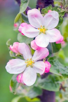 Crab apple tree in full bloom. All the branches are strewed with buds and fresh white and pink flowers. Joy and beauty of spring season. Decorative photography.