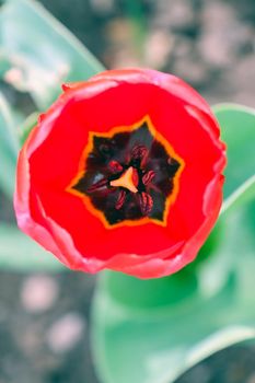 Bud of a Tulip on a beautiful background of macro. High quality photo