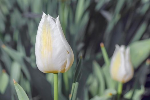 Bud of a Tulip on a beautiful background of macro. High quality photo