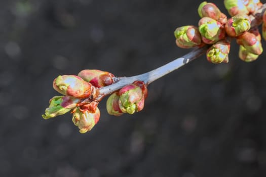 blooming branches of a pear tree close up. High quality photo