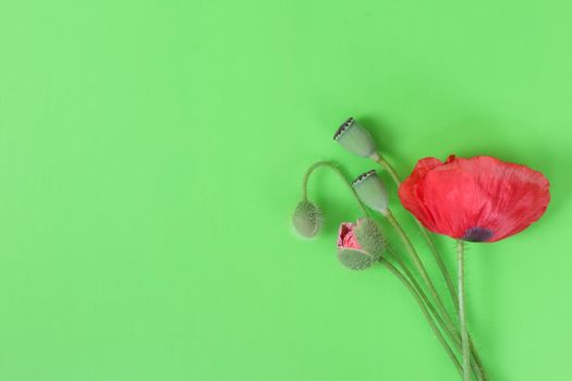 poppy on a green background. plant a poppy in the pharmaceutical industry. High quality photo