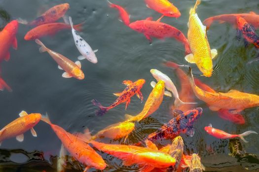 carp Chinese koi colorful fish swim in the water top view of the entire frame . High quality photo