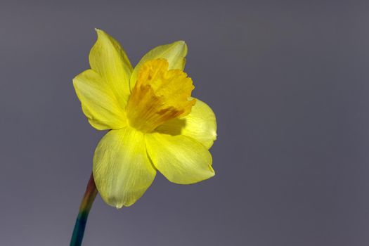 yellow daffodil on a plain background isolate. High quality photo