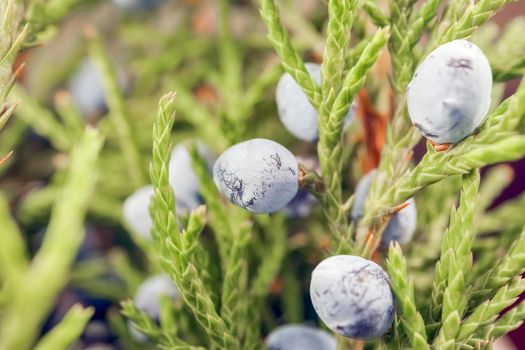 juniper with fruit on a beautiful background close up. High quality photo