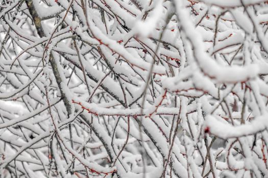tree branches covered with snow as background. High quality photo