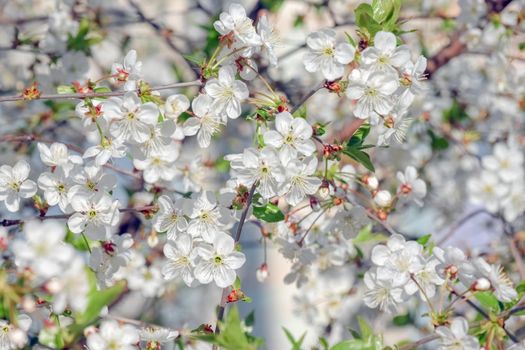 blooming tree branches for the entire frame. High quality photo