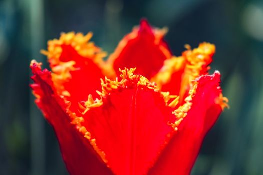 Tulip flower on a beautiful background macro. High quality photo