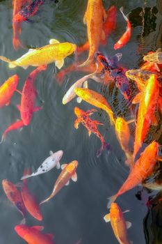 carp Chinese koi colorful fish swim in the water top view of the entire frame . High quality photo