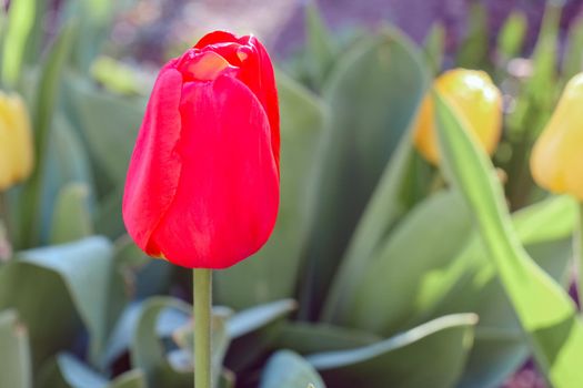 Bud of a Tulip on a beautiful background of macro. High quality photo