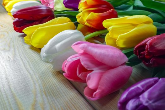 mix multi-colored tulips on a wooden background with a place for the inscription . High quality photo