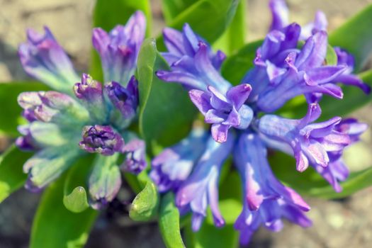 blue flowers close up macro. High quality photo