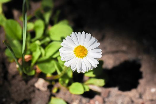 chamomile flower in a ray of light. High quality photo