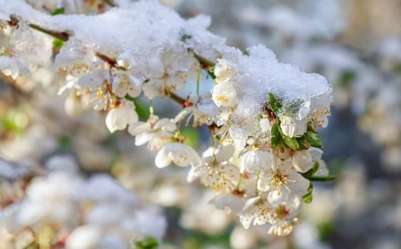 blooming tree branches with snow as background. High quality photo