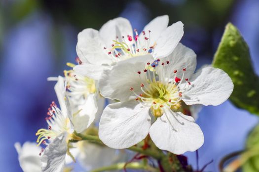 blooming tree branches for the entire frame. High quality photo