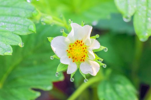 strawberry flower with dew drops. High quality photo