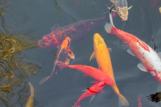 carp Chinese koi colorful fish swim in the water top view of the entire frame . High quality photo