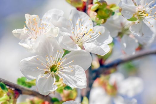 blooming tree branches for the entire frame. High quality photo