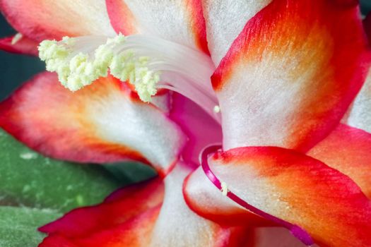 red flower of the Decembrist as a close up macro background