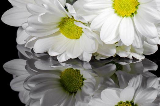 bouquet of chrysanthemums on a black background. High quality photo