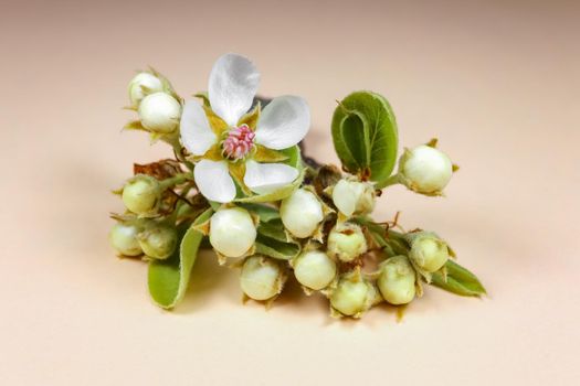 blooming pear branch on a pink background . High quality photo