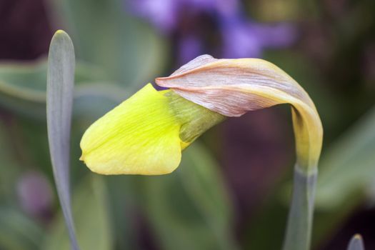 yellow daffodil on a plain background isolate. High quality photo