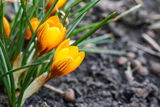 yellow Crocus flower on a beautiful background. High quality photo