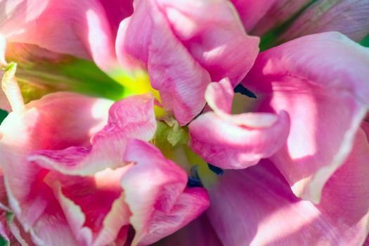 Tulip flower on a beautiful background macro. High quality photo