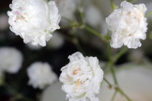 small white macro flowers on a blurry background