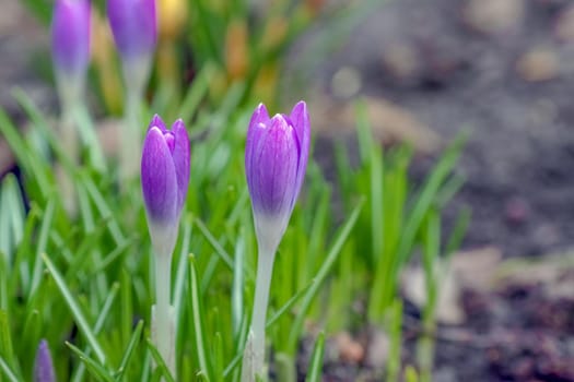 purple crocuses on a beautiful background macro . High quality photo