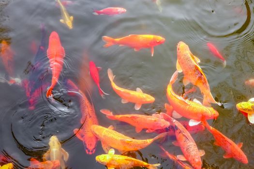carp Chinese koi colorful fish swim in the water top view of the entire frame . High quality photo
